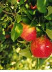 juicy apple - apple tree image