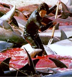 Slaughtering - Drunk, they are slaughtering dolphins, check out the picture and rate it as you like it. Thank you :)