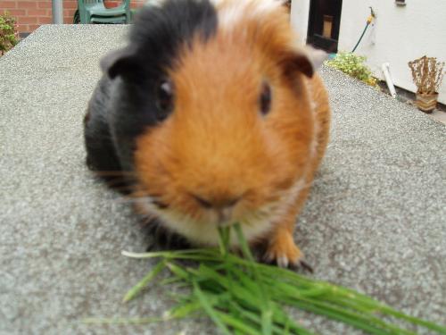 Guinea Pig Snacking - If this piggie could talk you just know he&#039;d be saying, "Back away from that grass, it&#039;s all mine!"