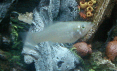 My Silver Molly - This is a picture of my silver molly. It was one of the first fish to be added to my first aquarium back at the start of the year. It was added with a black molly and two red tuxedo platies.   Unfortunately I had to euthanise (sp?) this fish as it was attacking all of my others.