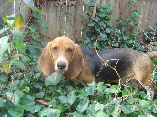 basset hound - This is our BassetHound pup in the ivy. :)