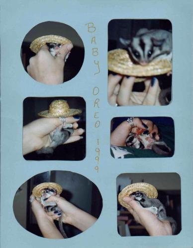 baby oreo - Oreo, our baby sugar glider. Hand tamed.