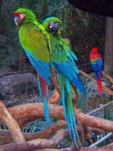 The parrot of my dream - A tropical Military Macaw,the parrot of my dream.Just 2,750 EUR