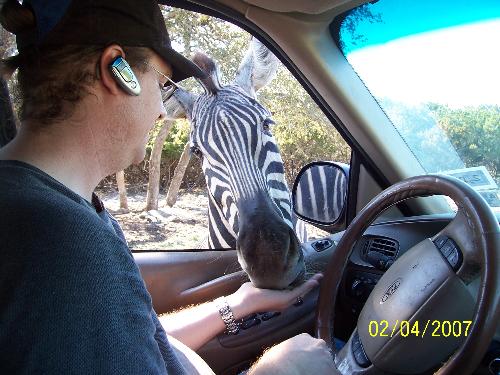 When Animals Are Hungry - My family recently went to a wildlife ranch in texas. The zebras especially had no problem sticking their heads into the car to be fed.