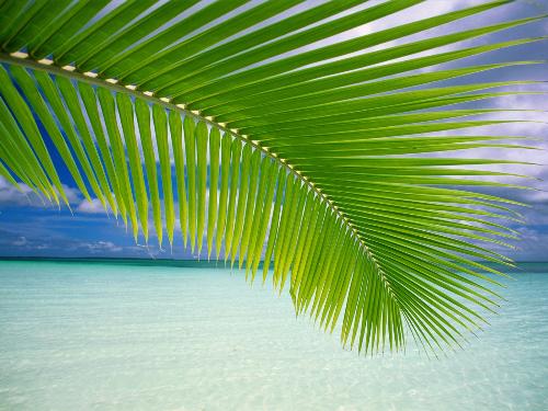 Wallpaper - This is a very nice wallpaper that I am using now.