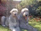 Irish Wolfhounds - this is a pic of the worlds largest dog breed, the Irish Wolfhound ,and once type of dog I would love to own. Irish Wolfhounds - this is a pic of the worlds largest dog breed, the Irish Wolfhound ,and once type of dog I would love to own.