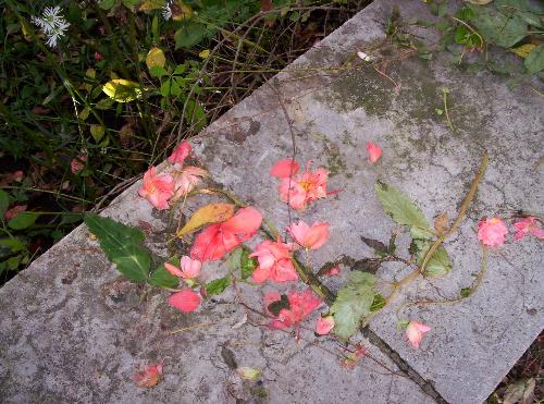 Another cool picture - Was taken at the Jardin Botanique