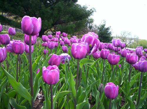Ottawa pic - I love those flowers. I like the purple colour. This picture was taken during last spring at Ottawa. I recommend Ottawa during spring. The flowers are beautiful there during spring.