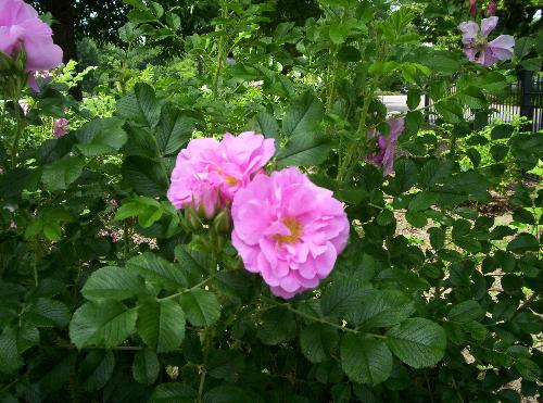 Roses are rose... - And violets are blue ;)