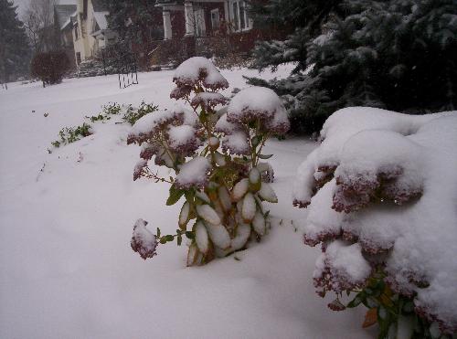 Flowers under the snow - Also an Ottawa pic
