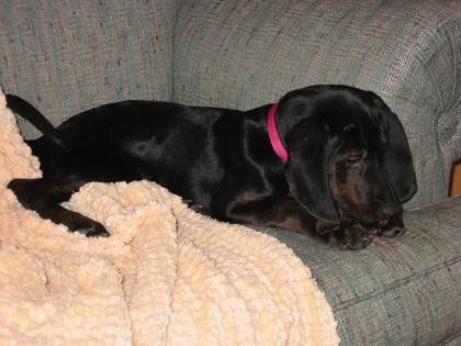 Baby Wilson - baby plott hound, Wilson