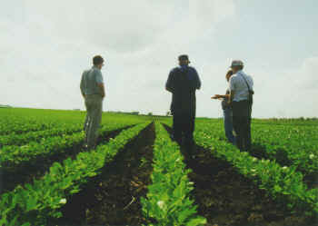 Weed - It is a management of weed research. They are checking whether the quailty of weed is okay or not! Check out the photo and comment upon it!