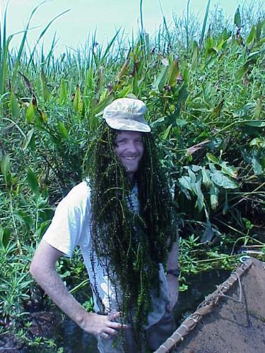 Weed - Weed head leo in a weed valley enjoying the plant of weed. Watch out the picture!