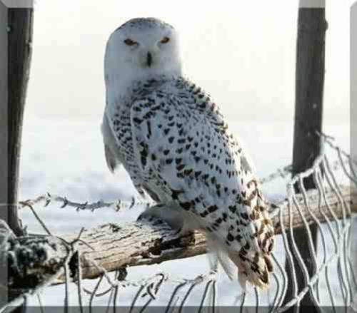 Isn't he pretty - Watching for dinner.