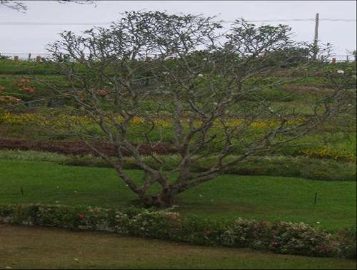 tree - tree on eco park
