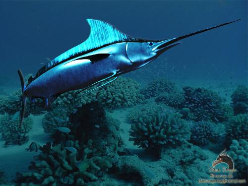 shark - orkut is very good things and what do u thik about the orkut and what is very good about the orkut and what do u think about the things and all the things warking out.