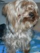 my dog - dog