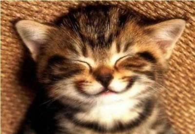 my cats.. - my smiley cat....