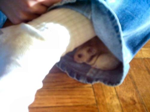 Safe Haven - My friend's hamster found a nice little refuge in my pant leg. :P