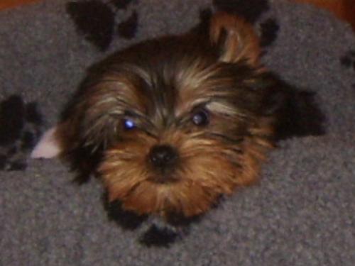 jack , my little yorkie - this is jack , my little yorkie who joined us at christmas.hwe is est friends with our cat and casper the boxer.