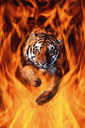 Bengal Tiger - The most fascinating animal in the world.
