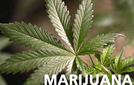 Marijuana - A leaf of hemp