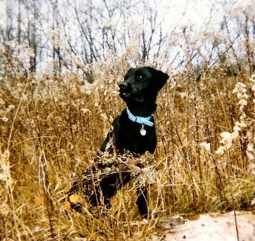 Blackbriar's Shadow - This is my Lab that I recently had to put down due to old age. Arthritis finally beat him down. He was such a trooper thou. Dealing with losing his hearing, then his sight. Final straw was when I came home from work one day, he wouldn't come to the door to go potty. Found him in the living room unable to get up. He gave me 'the look' letting me know it's his time to go. I owned his father as well, Prince Blackbriar whom I had to put down cause cancer finally beat him. My mom was keeping him for me till I could find a house. She called me and told me to come right away. Something was wrong with Briar. I got there and took one look at him and broke down crying. Mom wanted to know what was wrong. Told her Briar just told me he was saying goodbye to me and that he was ready to leave this world. Since he was in the basement, I literally lifted all 80lbs of him and carried him up the stairs and out to the car. Stayed with him at the vet's while they gave him the shot to go to sleep forever. Hardest thing I ever had to do. Least he left me a son whom I enjoyed for 11yrs. You see Shady here and you see his dad as well. Both runts and the best of the litter. I have a ton of memories with both my Labs and still cry today when I think about them. They are now side by side in urns on my mantle above my fireplace.