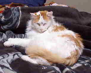 Lightning - This is my cat Lightning who was born on Memorial Day 10yrs. ago. His mom was a stray that gave birth to him outside in the rain but died trying to deliver his siblings. The kittens were just too big for her lil body. I had him from the time of birth. Bottle-fed him and took him everywhere with me. He turned out to be the best cat I've ever had. A true momma's boy who doesn't know he's a cat. He tends to dislike other ppl and tolerates my husband and daughter and he HATES vets. He used to have alot of med. problems growing up but seems to have 'outgrown' them the last few years. Long as I keep him on filtered/bottled water and feed him his special diet, he doesn't get sick which is good cause when he has to stay overnite at the vet, I have to take him back to put in the cage and go back to get him myself. Otherwise, they keep him sedated while he's there cause they can't even open his cage w/o him attacking tooth and nail. Sadly, Lightning tested positive 2yrs. ago for heartworm so it's just a matter of time b4 he tells me it's his time to leave as well. Heartworm can't be treated in cats like they can in dogs. He's on preventive now so he doesn't get any more heartworms. All my animals are on it and will be cause it's killing me to know I could of prevented him from getting it had I known cats could get it at the time and there was preventive out there. I always have such close bonds with all my animals that I can literally read their minds. Helps when I take in an abused animal cause they quickly learn that mom is a very caring person who truly loves them and will protect them from future harm.