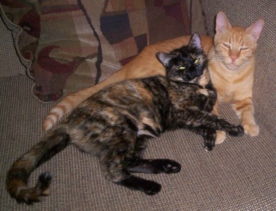 Friends - This is a picture of Lucy and Tigger, my youngest and oldest cats togehter. They really love each other, and play, and wash each other all the time. Aren't they just adorable?