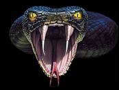 cobra  - cobra
