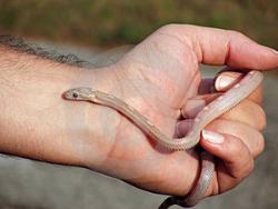 Snake in hand - Snake in hand
