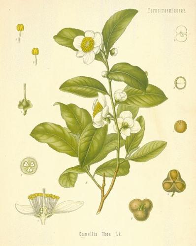 tea plant - the camelia tea plant.