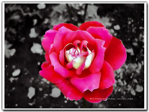  colours of life,,, - petals embracing the beauty of the flower,,,