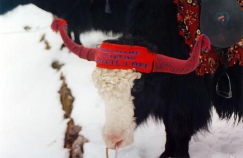 Yak in Gangtok - Picture of a yak,an animal found in hilly regions.
