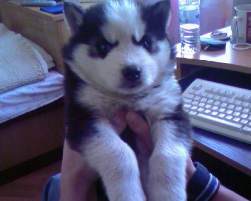 Husky:) - My first puppy..