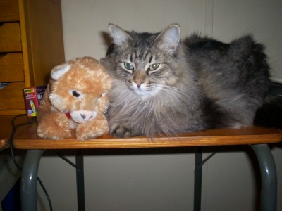 Jordan and Friend - This is a picture of my cat Jordan who is sitting next to a stuffed animal that my daughter gave me. My duaghter also took the picture.