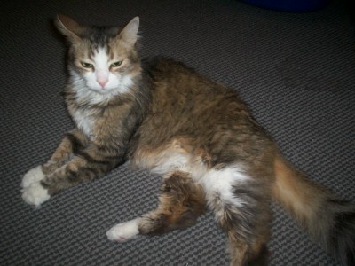 Samantha - This is my second oldest cat named Samantha.