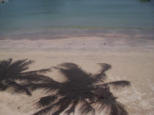 shadows of coconut trees - from og's pensionne house shadows of coconut trees - from og's pensionne house