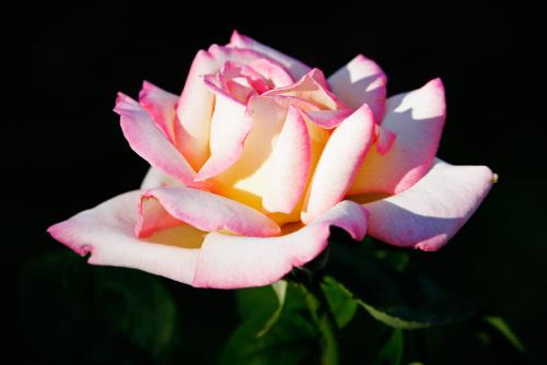 pink rose - an image o a pink albury rose
