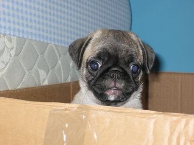 Ugly Baby Pug - A pug dog in a box