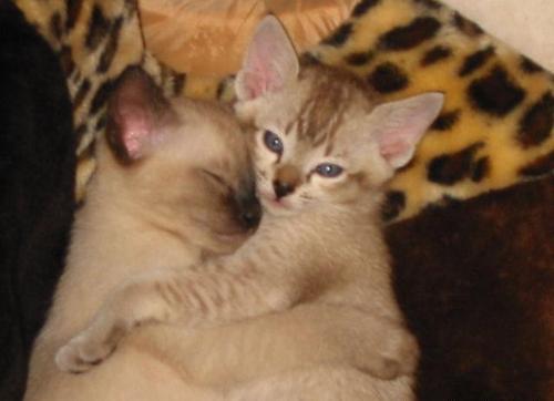 lovely cat - two wonderful cats