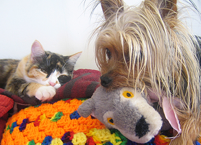 pets - Yorkshire Terrier (Piper) and Calico Kitty (Gracie) resting on the back of our couch. The cutest thing Piper does is sleep with his baby (stuffed toy) in his mouth.