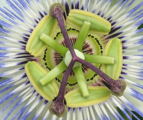passionflower - close up of a passion flower