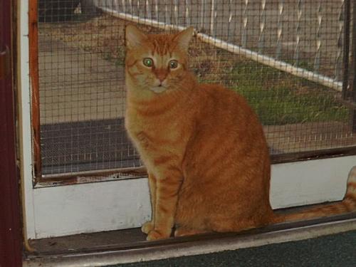 Hunter 1989-1999 - orange cat Hunter 1989-1999 - orange cat