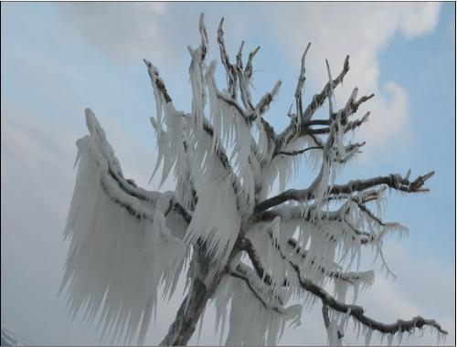 Ice Tree - Ice formation of tree branches.