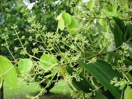 What's this? - Flowers or seeds? I am not sure myself. It looks like both, anyway.