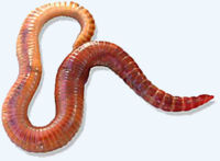 Eisenia fetida - Red worms or red wrigglers one of the species of earthworm