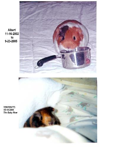 TT & Albert - TT the baby.Albert died during Hurrican Rita at 2 1/2.