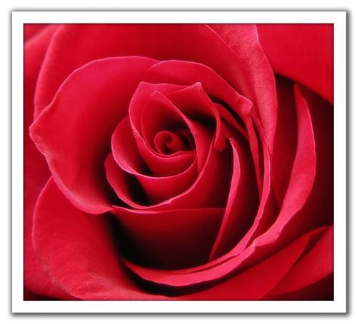 Rose - rose beauty