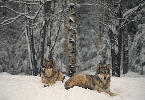wolves - wolves in snow